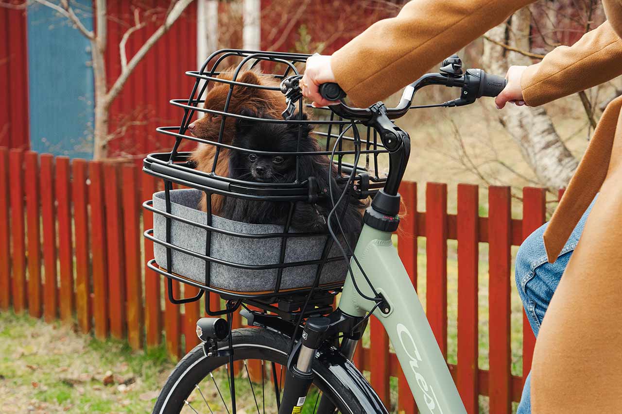 Two dogs in a bikebasket