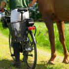 A man starting to bike with a horse, at the side of the bike there is a sidebasket