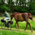 A man starting to bike with a horse, at the side of the bike there is a sidebasket