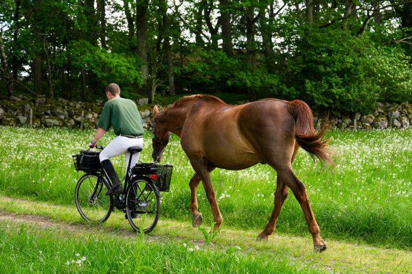 A man starting to bike with a horse, at the side of the bike there is a sidebasket